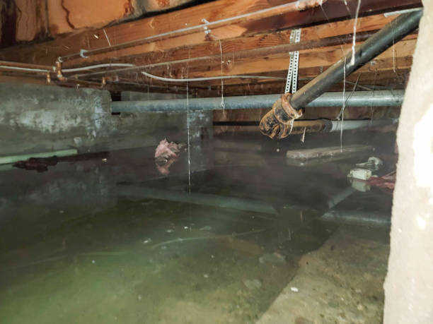 Best Water damage contractors near me  in Prospect Heights, IL